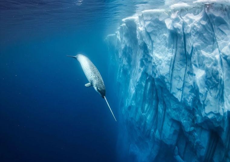 Narvales ayudan al entendimiento de la dinámica oceánica en Groenlandia