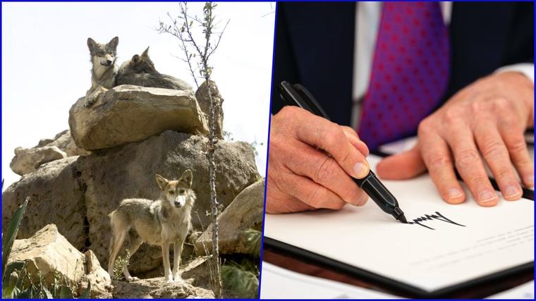 ¿Lobos grises mexicanos en peligro? Trump ordena revisar si deben perder protección federal