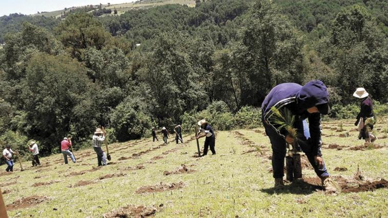 Caen 63.6% zonas reforestadas en 1er semestre del 2026
