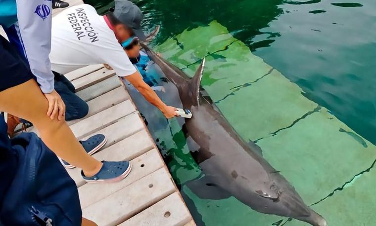 Arrecian presión por 9 delfines de Ventura Park con más de 43 mil firmas