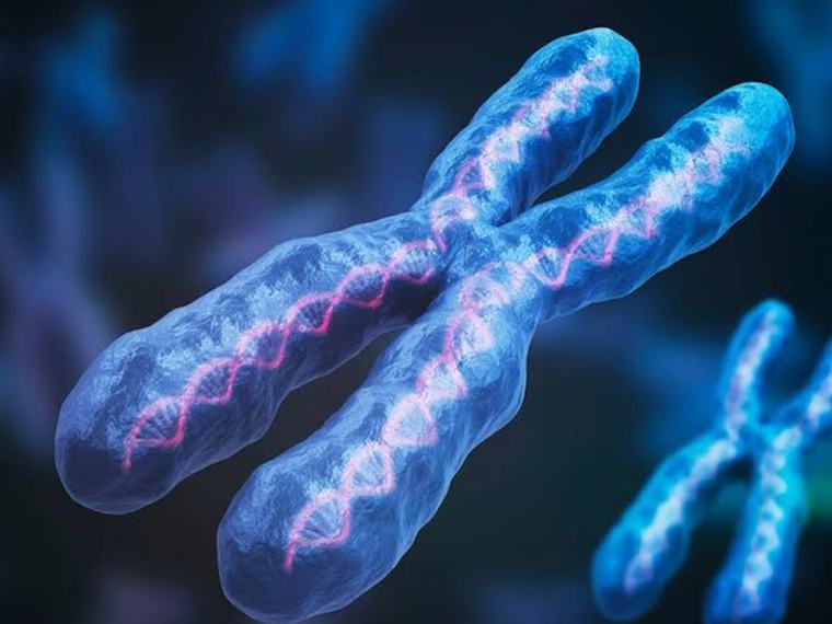Describen los circuitos que rigen el funcionamiento genético en la salud y la enfermedad