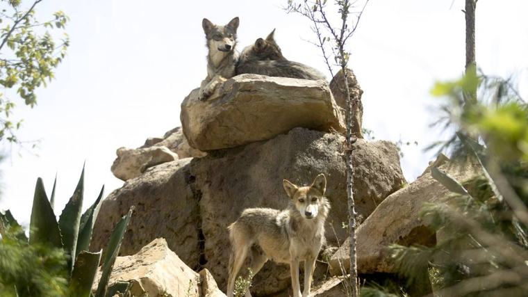 Trump abre la puerta a retirar protección a lobo gris mexicano