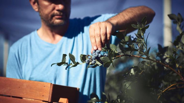 Agroexportadores de Jalisco preparan certificación laboral